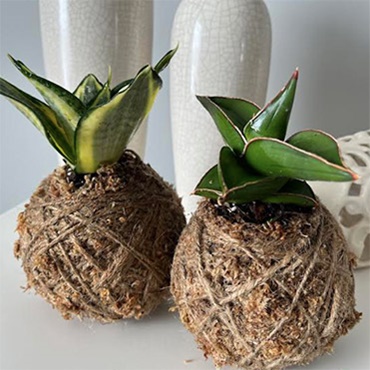 Kokedama DIY